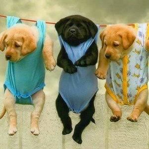 Meet your Posher, Carol